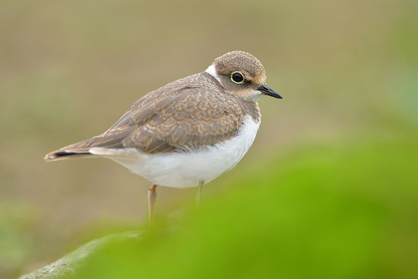 Flussregenpfeifer Jungvogel