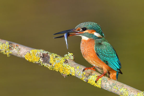 Eisvogel