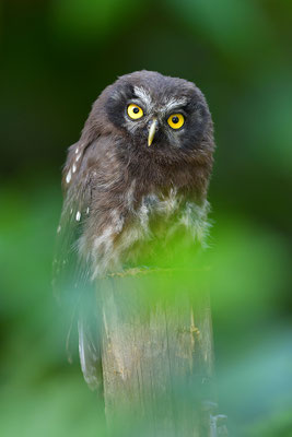 Raufußkauz Jungvogel