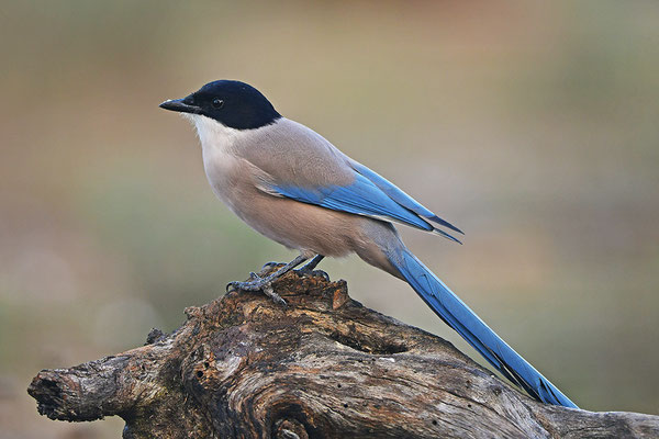 Blauelster