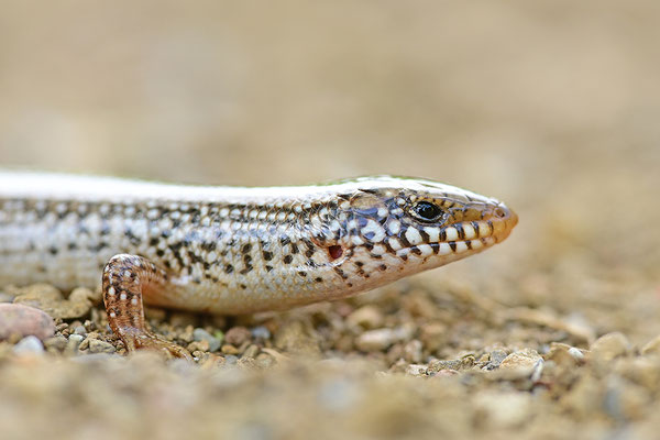 Gestreifter Walzenskink