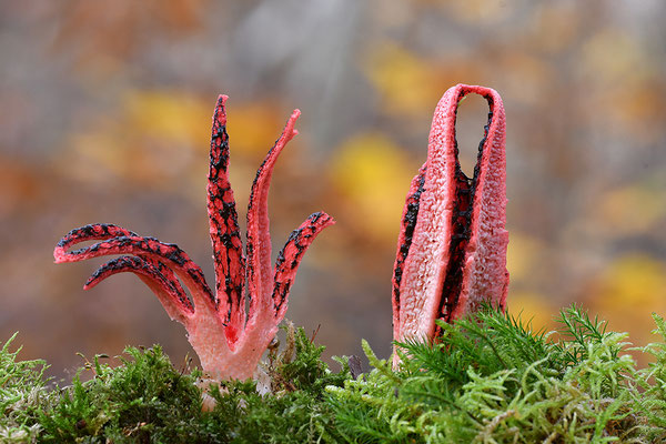 Tintenfischpilz