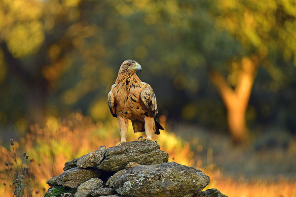 Kaiseradler Jungvogel