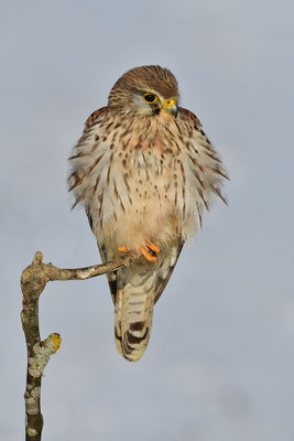 Turmfalke