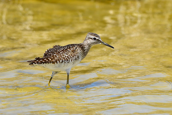 Bruchwasserläufer