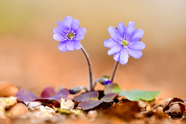 Leberblümchen