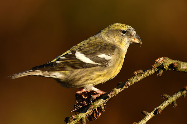 Bindenkreuzschnabel Weibchen