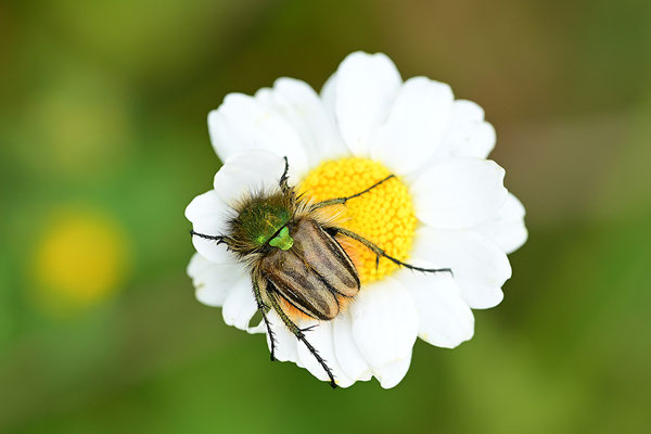 Blatthornkäfer