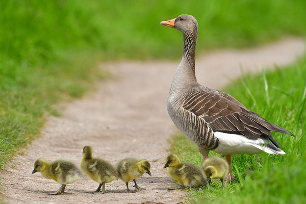 Graugans mit Küken