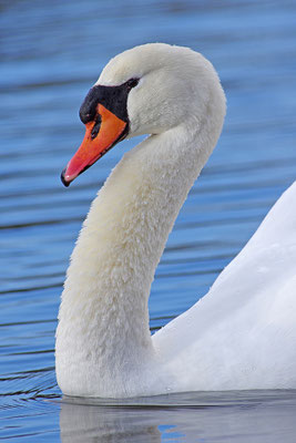 Höckerschwan
