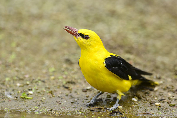 Pirol Männchen