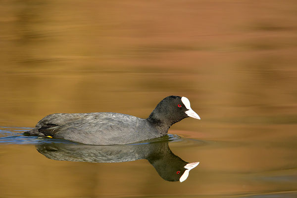 Blässralle 