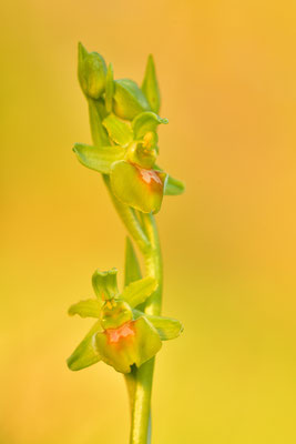 Gelbe Kleine Spinnenragwurz flavescens