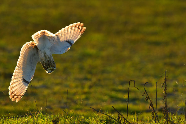 Sumpfohreule im Flug