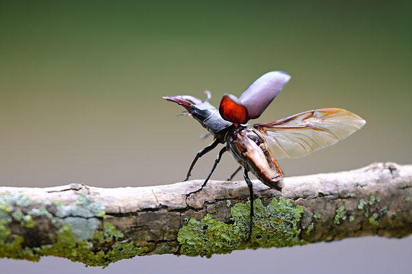 Hirschkäfer im Abflug