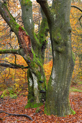 Hutewald Kalterherberg