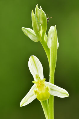Gelbe Bienenragwurz flavescens