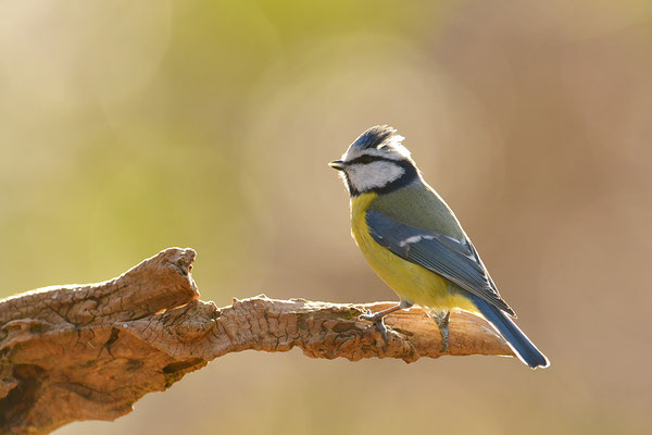 Blaumeise