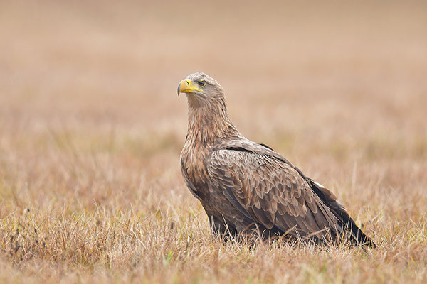 Seeadler