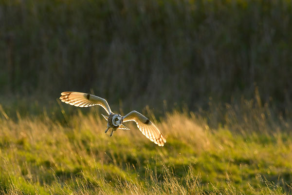 Sumpfohreule im Flug