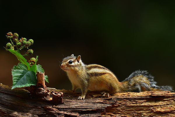 Sibirisches Streifenhörnchen