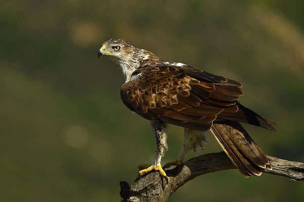 Habichtsadler