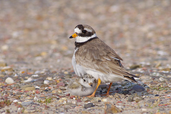 Sandregenpfeifer mit Jungvogel hudernd