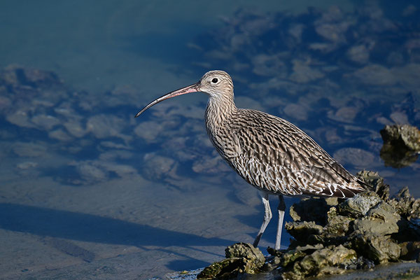 Großer Brachvogel