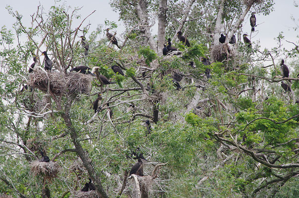 Kormoran Brutkolonie