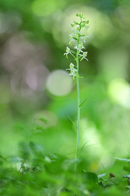 Grüne Waldhyazinthe