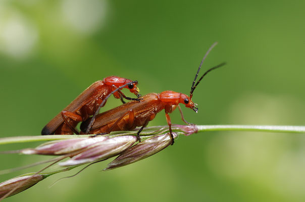 Weichkäfer