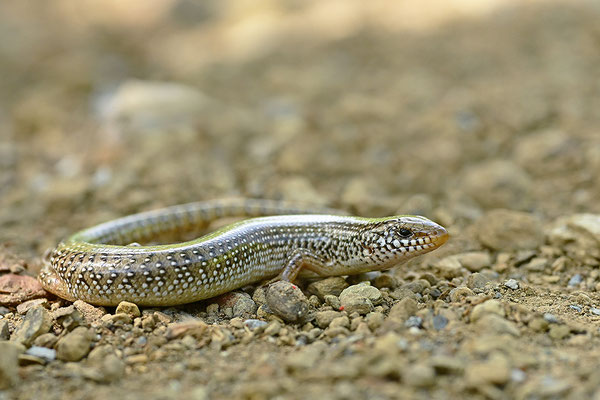 Gestreifter Walzenskink
