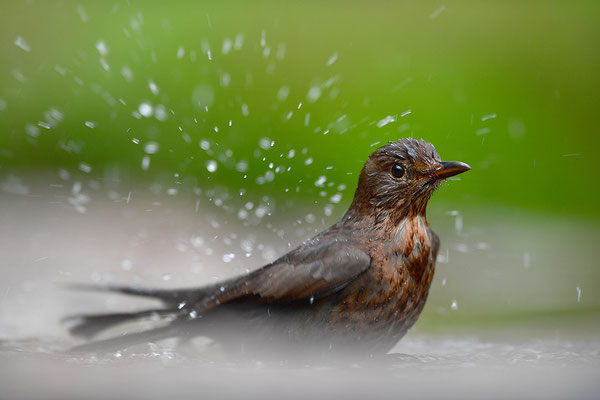 Amsel Weibchen