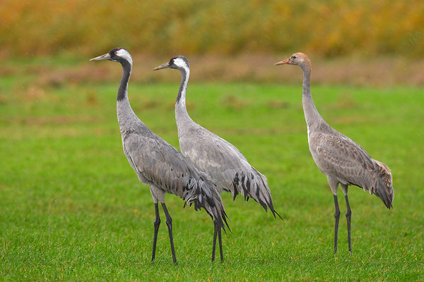 Kranich Familie