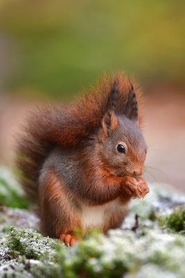 Eichhörnchen