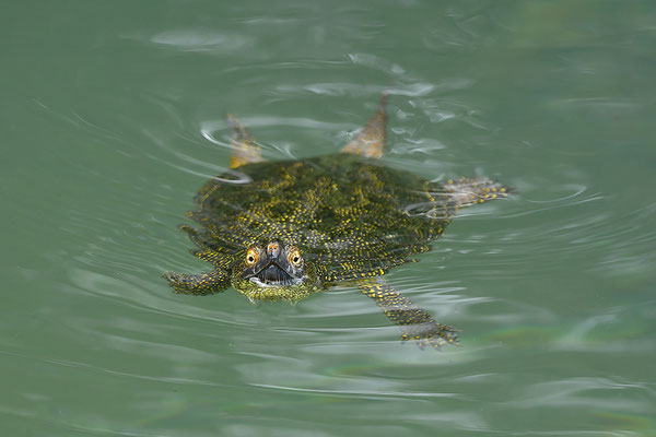 Europäische Sumpfschildkröte
