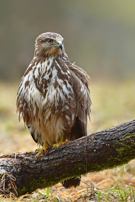 Mäusebussard