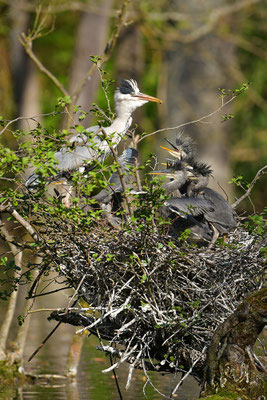 Graureiher am Nest mit Jungvögeln