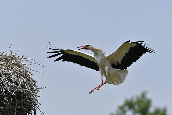 Weißstorch am Nest