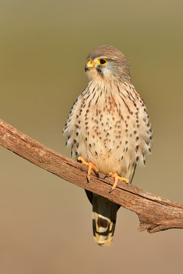 Turmfalke