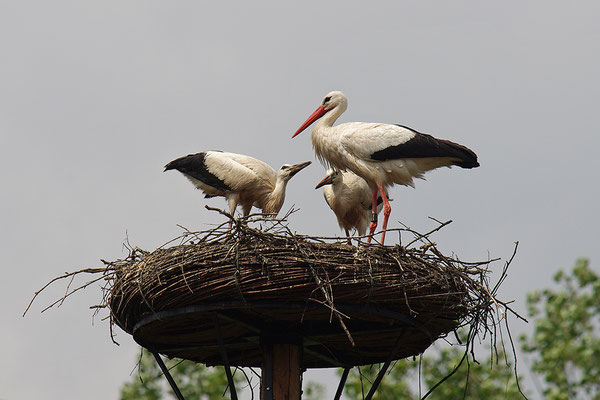 Weißstorch mit Jungvögeln am Nest