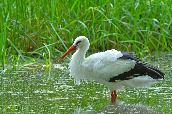 Weißstorch