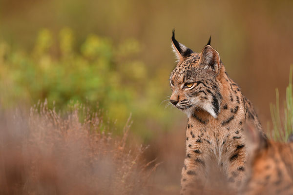 Pardelluchs