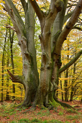Urwald Sababurg