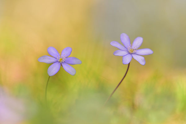 Leberblümchen