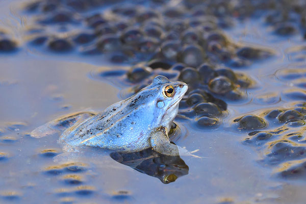 Moorfrosch