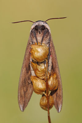 Ligusterschwärmer