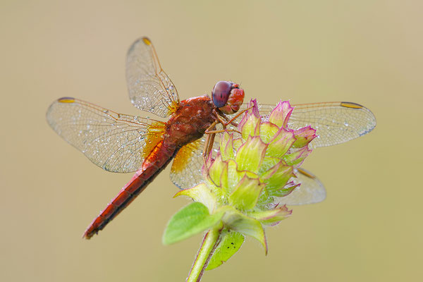 Feuerlibelle Männchen