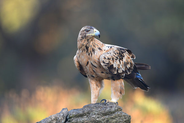 Kaiseradler Jungvogel