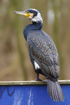 Kormoran im Prachtkleid